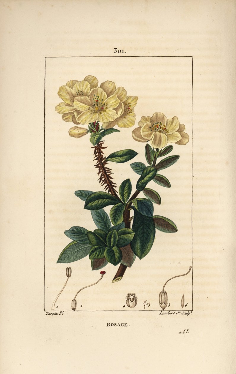 Rhododendron geant - Rosebay, Hymenanthes maxima (Rhododendron maximum), med blomst, tornet stilk, blad og frø. Håndkoloreret kobberstik af Lambert Junior efter en tegning af Pierre Jean-Francois Turpin fra Chaumeton, Poiret og Chambere af Pierre Jean Francois Turpin