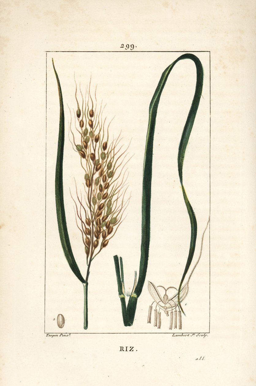 Ris - Ris, Oryza sativa, med blade, frø og stilk. Håndkoloreret kobberstik af Lambert Junior efter en tegning af Pierre Jean-Francois Turpin fra Chaumeton, Poiret og Chamberets "" La Flore Medicale,"" Paris, Panckoucke af Pierre Jean Francois Turpin