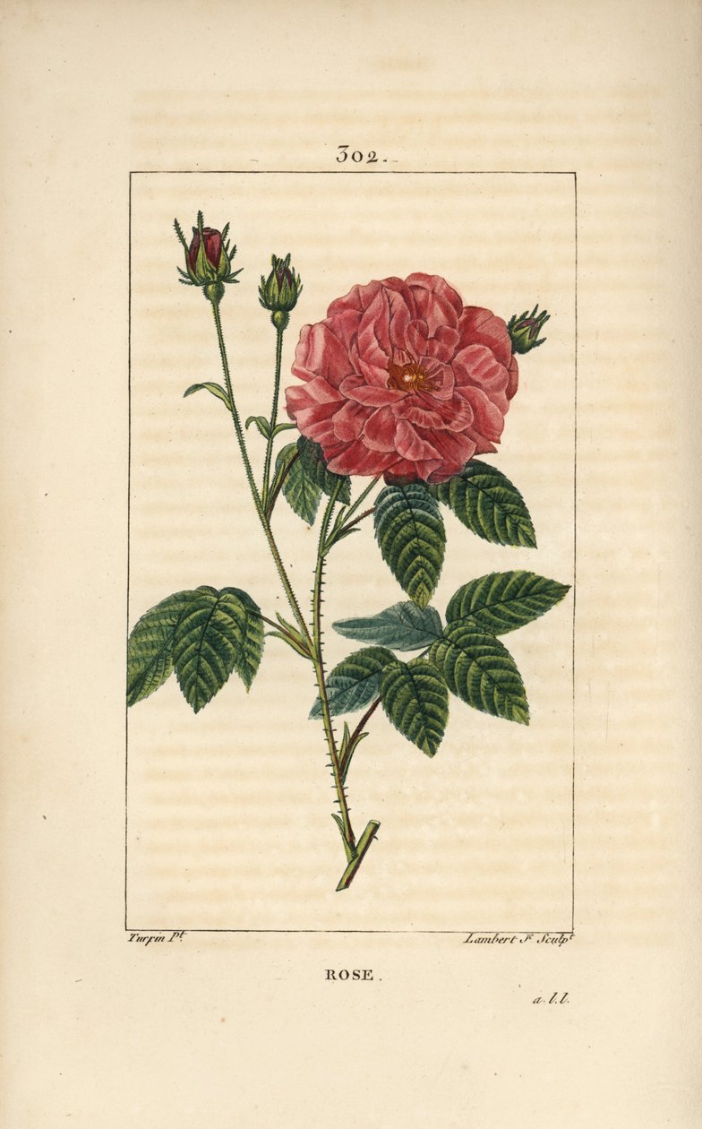 Rose de France eller Rose de Provins - Rose, Rosa gallica, med knop, blomst, blad og tornet stilk. Håndfarvet stiplet kobberstik af Lambert Junior efter en tegning af Pierre Jean-Francois Turpin fra Chaumeton, Poiret og Chamberets "" La Flore Me af Pierre Jean Francois Turpin