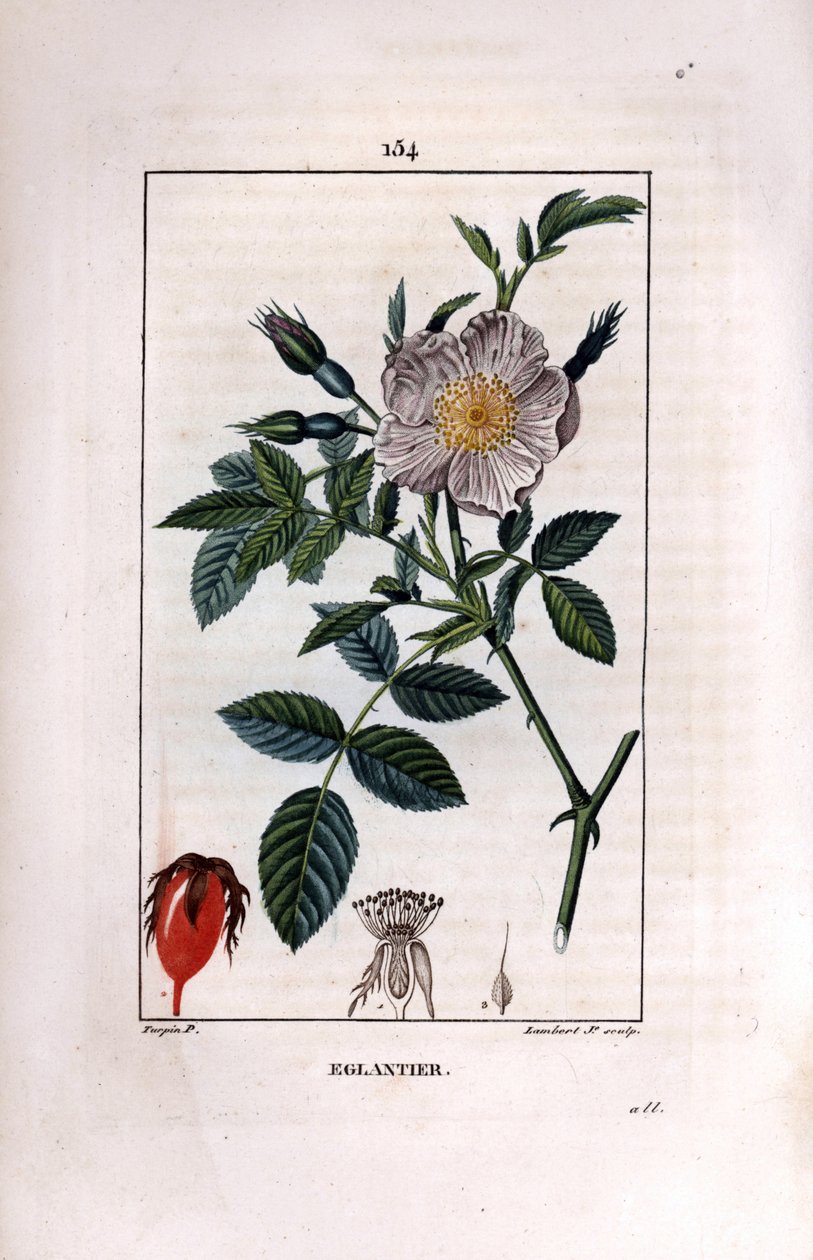 Hybengren med bær (hyben eller hyben) og rose - Vild briar rose, Rosa canina, med blomst, knop og hyben. Håndfarvet stipplet kobberstik af Lambert Junior efter en tegning af Pierre Jean-Francois Turpin fra Chaumeton, Poiret et C af Pierre Jean Francois Turpin