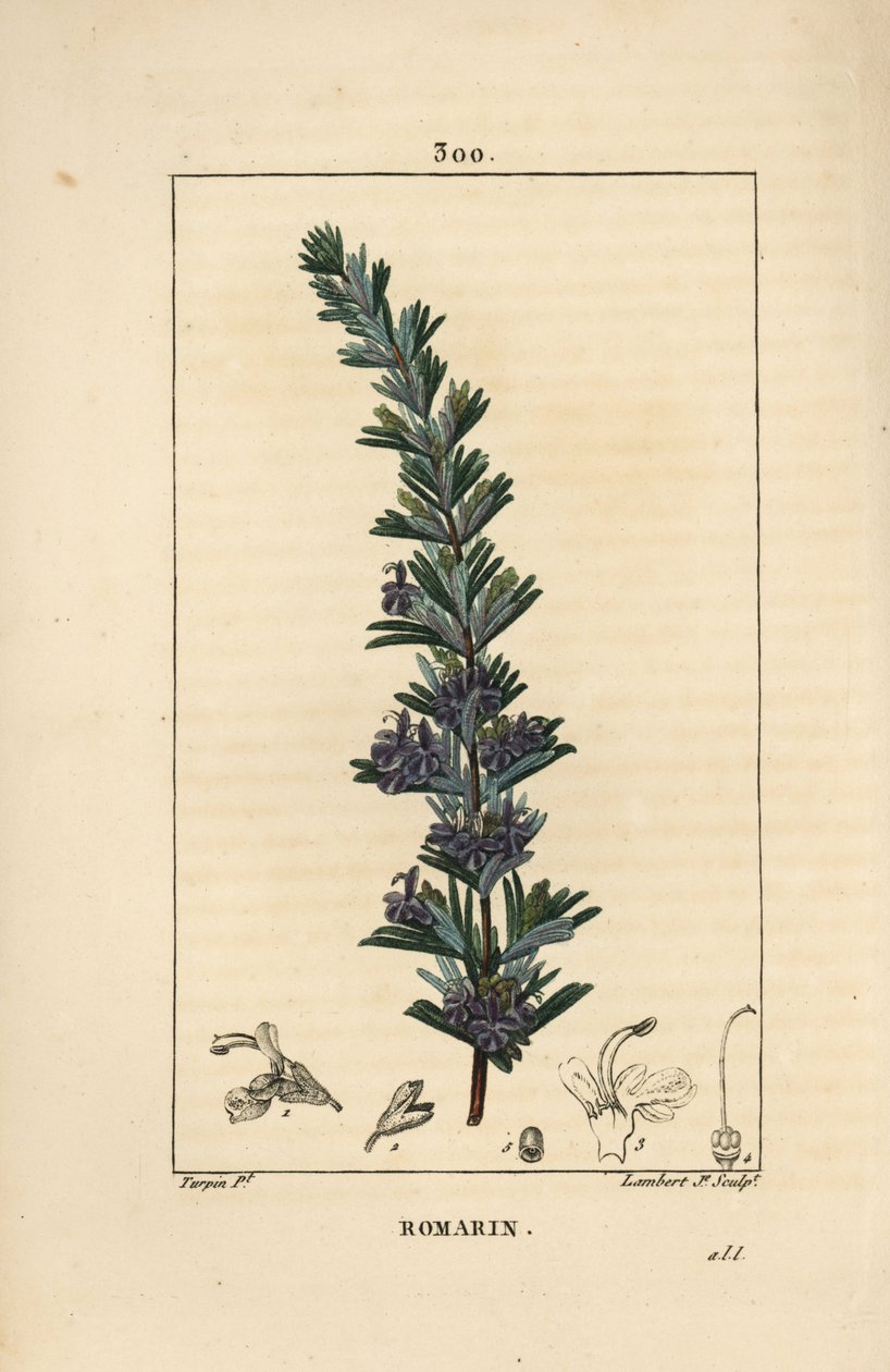 Rosmarin - Rosmarin, Rosmarinus officinalis, med blomst, blade og stilk. Håndkoloreret kobberstik af Lambert Junior efter en tegning af Pierre Jean-Francois Turpin fra Chaumeton, Poiret og Chamberets "" La Flore Medicale,"" Paris, Panck af Pierre Jean Francois Turpin