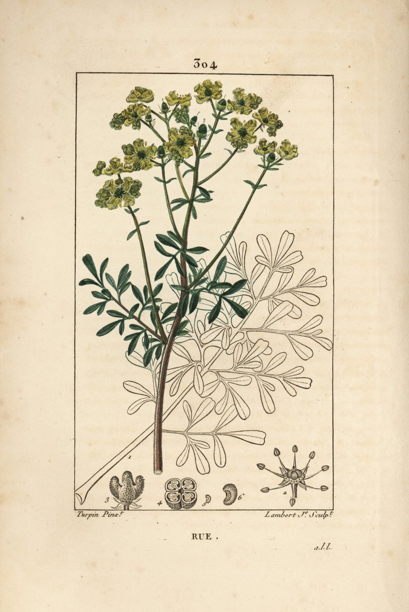 Rue des jardins eller Rue fetide - Rue eller urt af ynde, Ruta graveolens, der viser blomst, blade, stilk, frø og omrids. Håndfarvet stiplet kobberstik af Lambert Junior efter en tegning af Pierre Jean-Francois Turpin fra Chaumeton, Poiret og Cham af Pierre Jean Francois Turpin