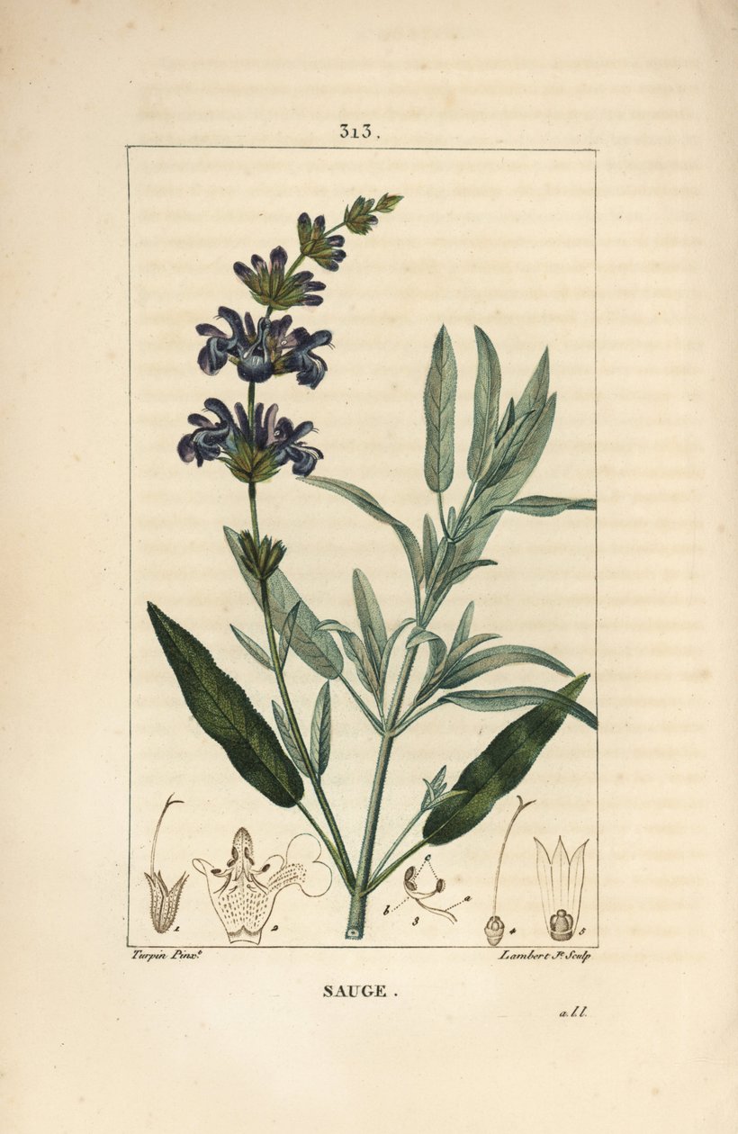 Salvie officinale - Almindelig salvie, Salvia officinalis, med blomst, blade, stilk og frø. Håndfarvet stiplet kobberstik af Lambert Junior efter en tegning af Pierre Jean-Francois Turpin fra Chaumeton, Poiret og Chamberets "" La Flore Medicale,"" af Pierre Jean Francois Turpin