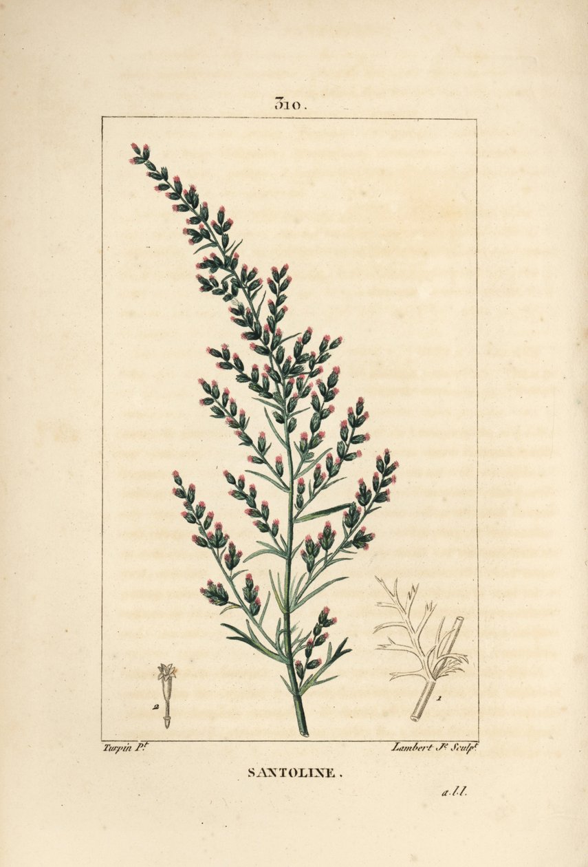Sagebrush variete - ormefrø eller tatarisk sydved, Artemisia santonicum. Håndfarvet stiplet kobberstik af Lambert Junior fra en tegning af Pierre Jean-Francois Turpin fra Chaumeton, Poiret og Chamberets "" La Flore Medicale,"" Paris, Pa. af Pierre Jean Francois Turpin