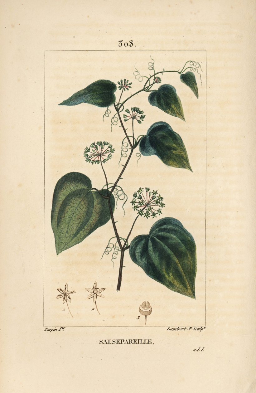 Salsepareille eller Mountain Granon, Spiny Bindweed, Spiny Liset - Grov bindweed eller sarsaparille, Smilax aspera, med blomst, stilk, ranke, blad og frø. Håndfarvet stiplet kobberstik af Lambert Junior efter en tegning af Pierre Jean-Francois Tu af Pierre Jean Francois Turpin