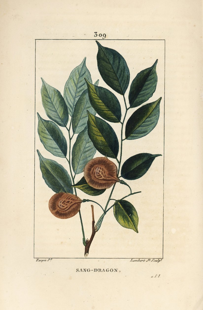 Sangdrage (sandrage), mangle medaille, paletuvier eller mangle rivière - Drageblod eller paduak træ, Pterocarpus officinalis (Pterocarpus draco), med blade, frugter og frø. Sårbar. Håndfarvet stipple kobberstik af Lambert Junior fra en dr af Pierre Jean Francois Turpin