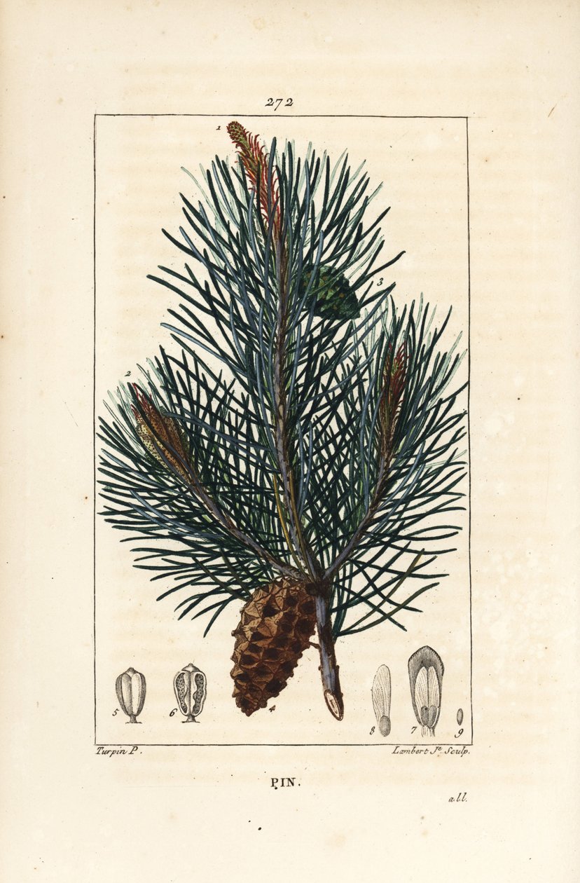 Skovfyr - Vildt fyrretræ eller skovfyr, Pinus sylvestris, med gren, nål og fyrrekogle. Håndfarvet stipple kobberstik af Lambert Junior efter en tegning af Pierre Jean-Francois Turpin fra Chaumeton, Poiret og Chamberets "" La Flore M af Pierre Jean Francois Turpin