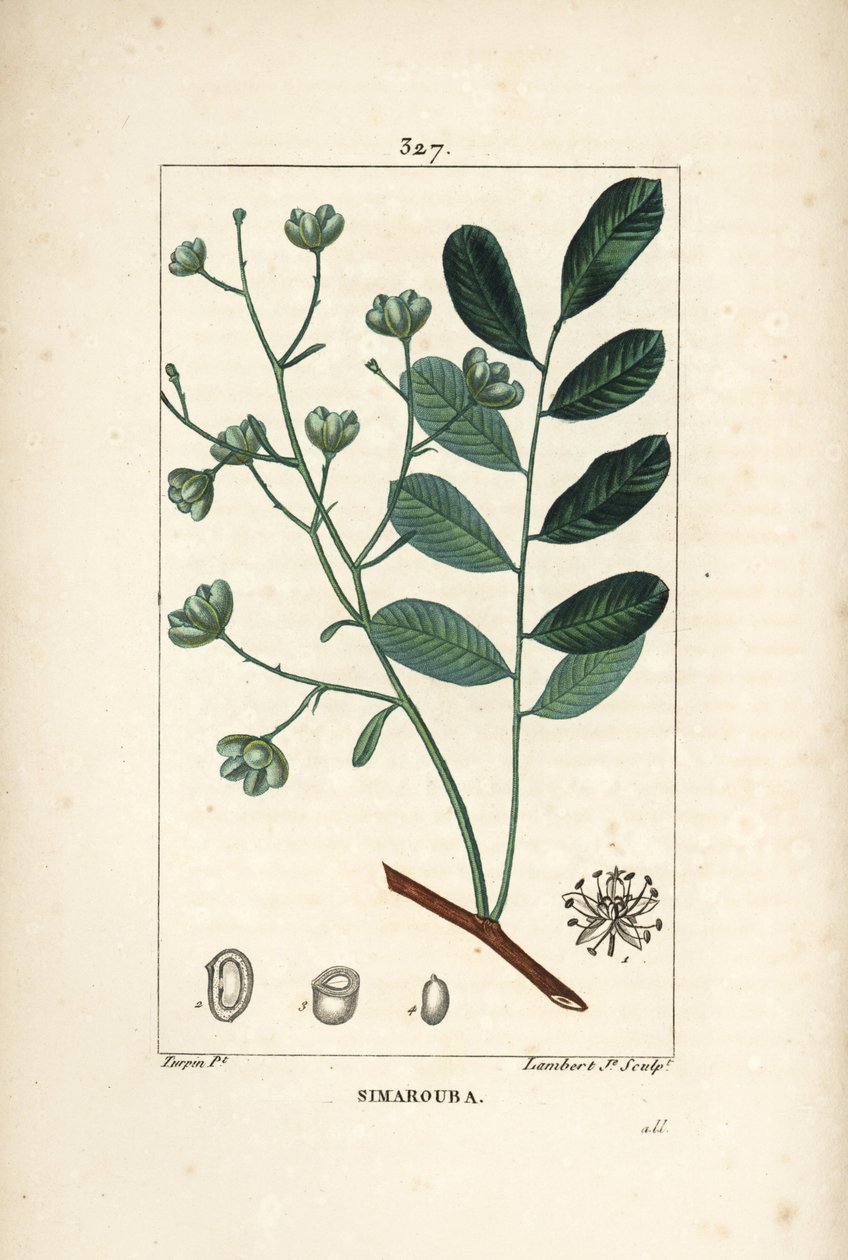 Simarouba bitere - Marupa eller bittertræ, Simarouba amara (Quassia simaruba) med blomst, blade, gren og frø. Håndkoloreret kobberstik af Lambert Junior efter en tegning af Pierre Jean-Francois Turpin fra Chaumeton, Poiret og Chamberet