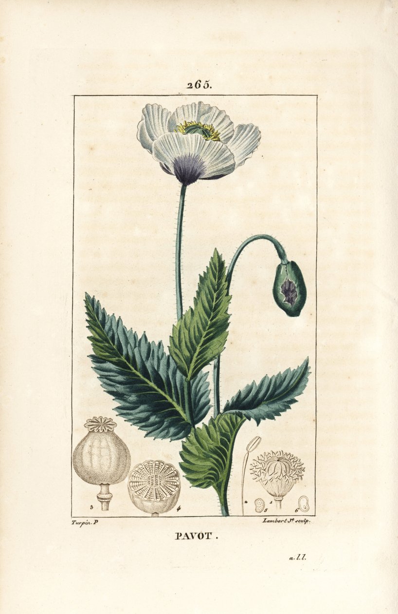 Sovevalmue, opiumsvalmue eller havevalmue - Have- eller opiumsvalmue, Papaver somniferum, med blomst, blade og frøstand. Håndfarvet stipple kobberstik af Lambert Junior efter en tegning af Pierre Jean-Francois Turpin fra Chaumeton, Poiret og C af Pierre Jean Francois Turpin