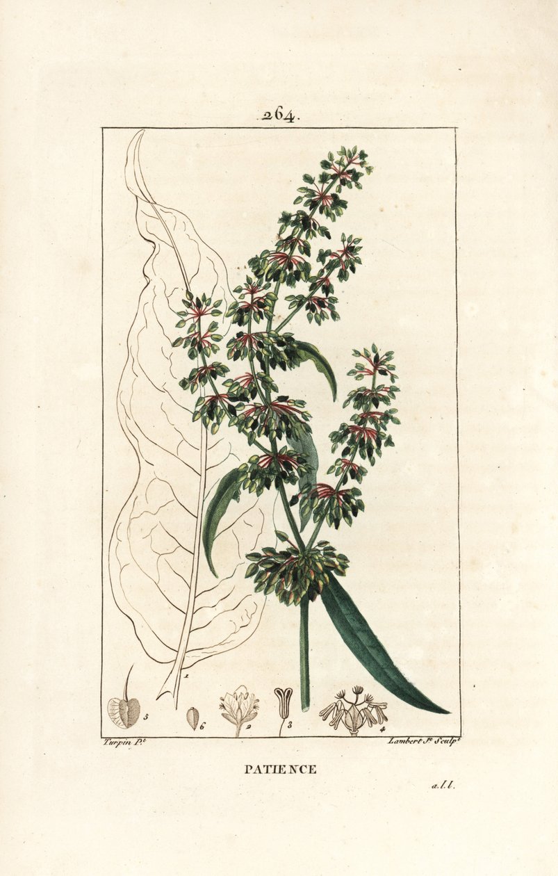 Spinard sorrel ou patience des moines - Patience dock, Rumex patientia, med blomst, stilk, blade, frø og blade omrids. Håndfarvet stiplet kobberstik af Lambert Junior efter en tegning af Pierre Jean-Francois Turpin fra Chaumeton, Poiret og af Pierre Jean Francois Turpin
