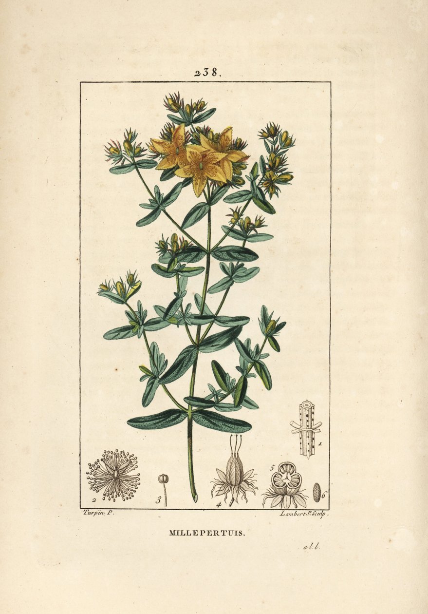 Perikon, perikon eller perikon officinal - Perforeret perikon, Hypericum perforatum. Håndkoloreret kobberstik af Lambert Junior efter en tegning af Pierre Jean-Francois Turpin fra Chaumeton, Poiret og Chambere af Pierre Jean Francois Turpin