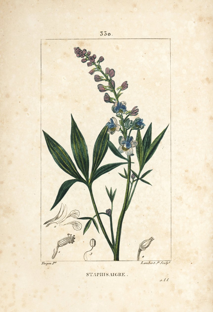 Staphisagria - Lie-bane eller stavesacre, Delphinium staphisagria, med blomst, blade, stilk og frø. Håndfarvet stiplet kobberstik af Lambert Junior efter en tegning af Pierre Jean-Francois Turpin fra Chaumeton, Poiret og Chamberets "" La Flore af Pierre Jean Francois Turpin