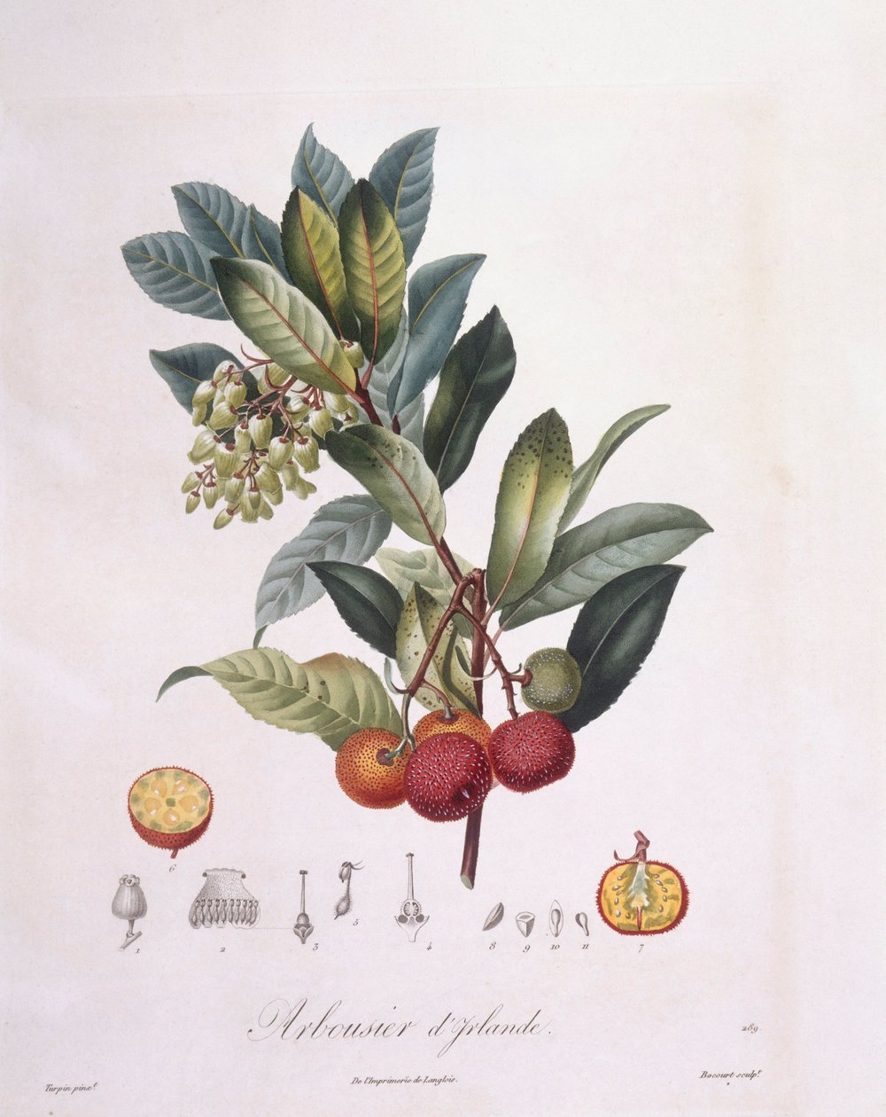 Jordbærtræ (Arbutus unedo), Henry Louis Duhamel du Monceau, botanisk plade af Pierre Jean Francois Turpin af Pierre Jean Francois Turpin