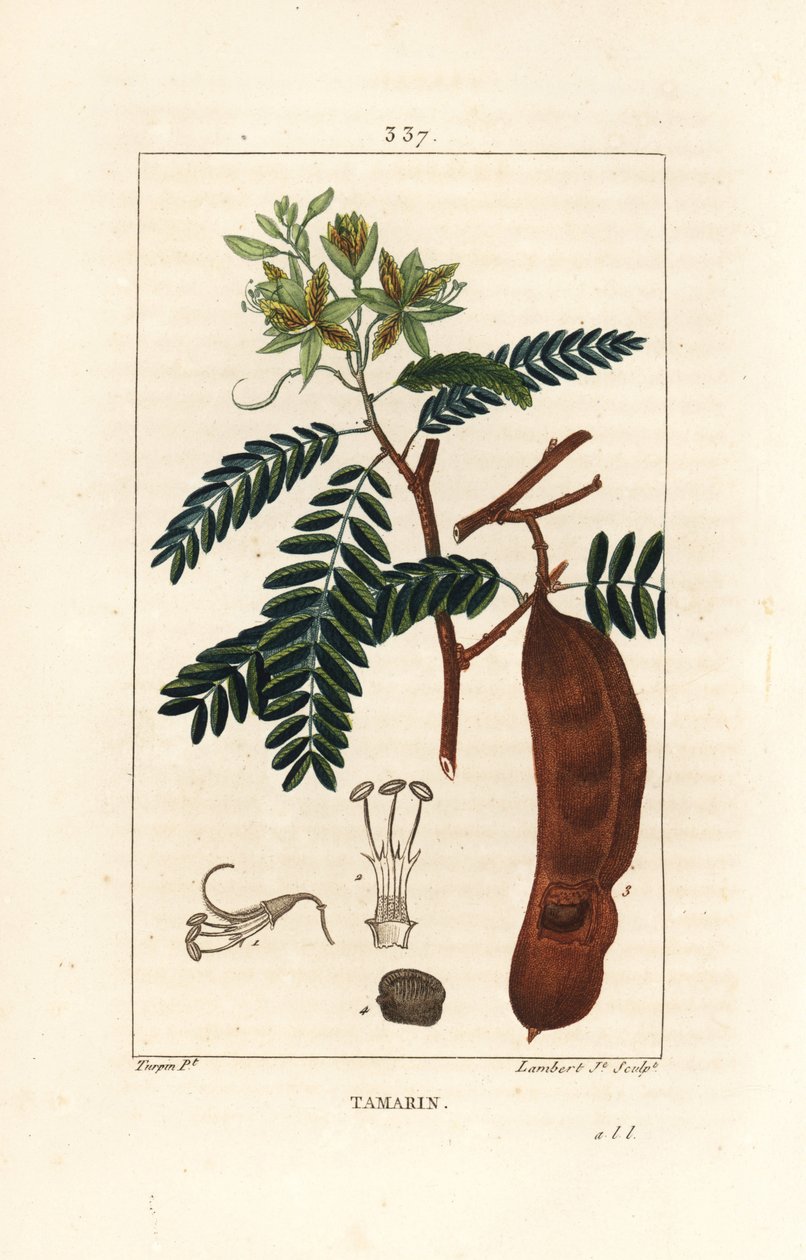 Tamarind - Tamarind, Tamarindus indica, blændende blomst, blade og frøstand. Håndfarvet stiplet kobberstik af Lambert Junior fra en tegning af Pierre Jean-Francois Turpin fra Chaumeton, Poiret og Chamberets "" La Flore Medicale,"" Paris, Panc af Pierre Jean Francois Turpin