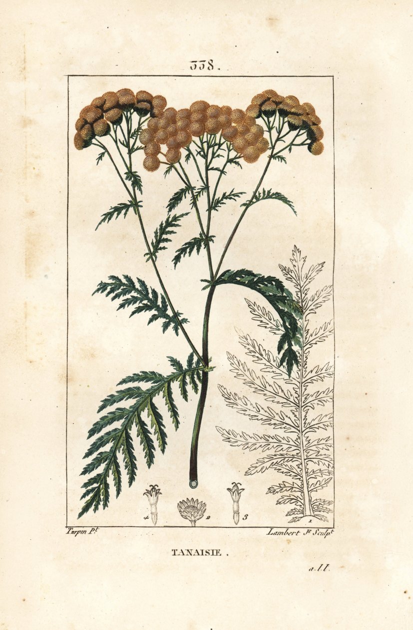 Tansy - Tansy, Tanacetum vulgare. Håndkoloreret kobberstik af Lambert Junior efter en tegning af Pierre Jean-Francois Turpin fra Chaumeton, Poiret og Chamberets "" La Flore Medicale,"" Paris, Panckoucke af Pierre Jean Francois Turpin