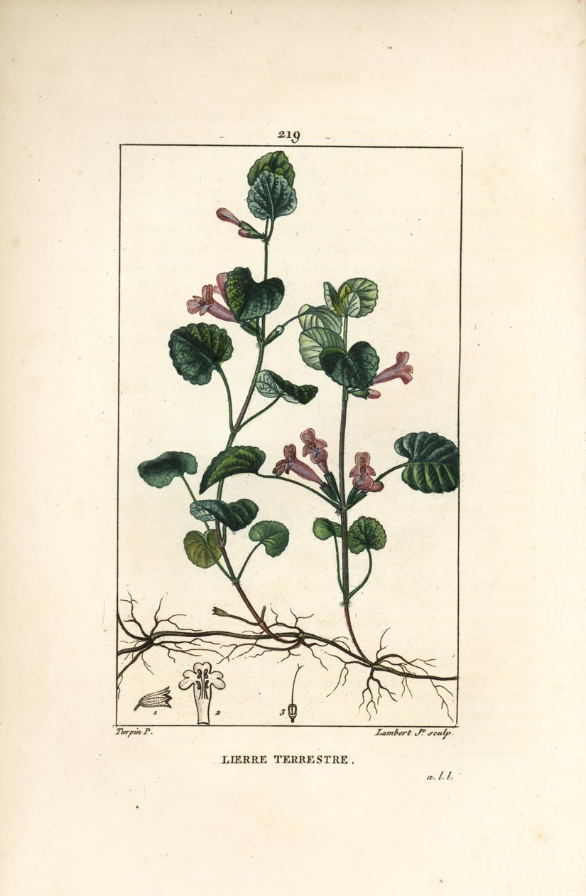 Terrestrisk eføy - jord Ivy, Hedera Terrestris. Håndfarvet stippel kobberplade-gravering af Lambert Junior fra en tegning af Pierre Jean-Francois Turpin fra Chaumeton, Poiret og Chamberet