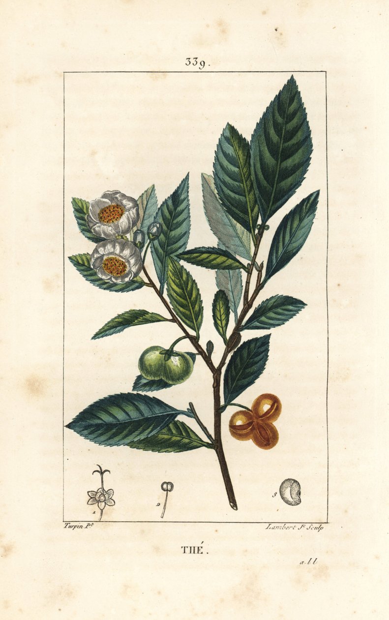 Theier - Te, Camellia sinensis, viser blad, frugt og blomst. Håndkoloreret kobberstik af Lambert Junior efter en tegning af Pierre Jean-Francois Turpin fra Chaumeton, Poiret og Chamberets "" La Flore Medicale,"" Paris, Panckoucke af Pierre Jean Francois Turpin
