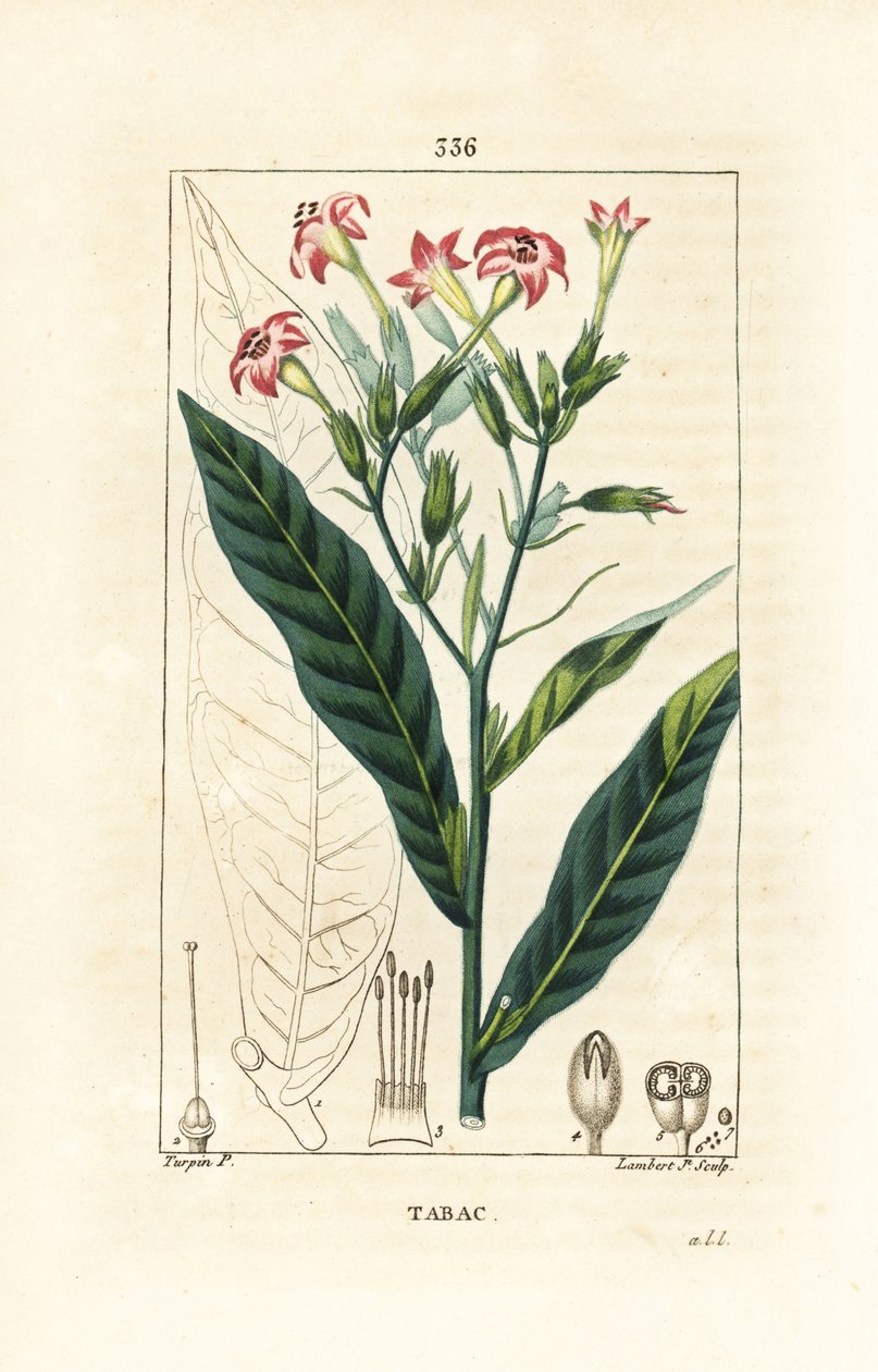 Tobak - Tobak, Nicotiana tabacum. Håndkoloreret kobberstik af Lambert Junior efter en tegning af Pierre Jean-Francois Turpin fra Chaumeton, Poiret og Chamberets "" La Flore Medicale,"" Paris, Panckoucke af Pierre Jean Francois Turpin