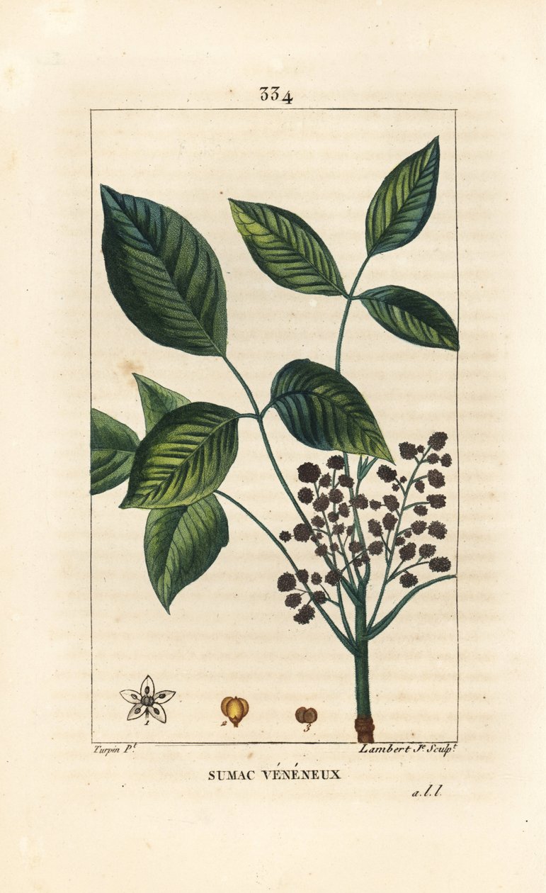 Giftig Liana - Poison eg, Toxicodendron pubescens. Håndkoloreret kobberstik af Lambert Junior efter en tegning af Pierre Jean-Francois Turpin fra Chaumeton, Poiret og Chamberets "" La Flore Medicale,"" Paris, Panckoucke af Pierre Jean Francois Turpin