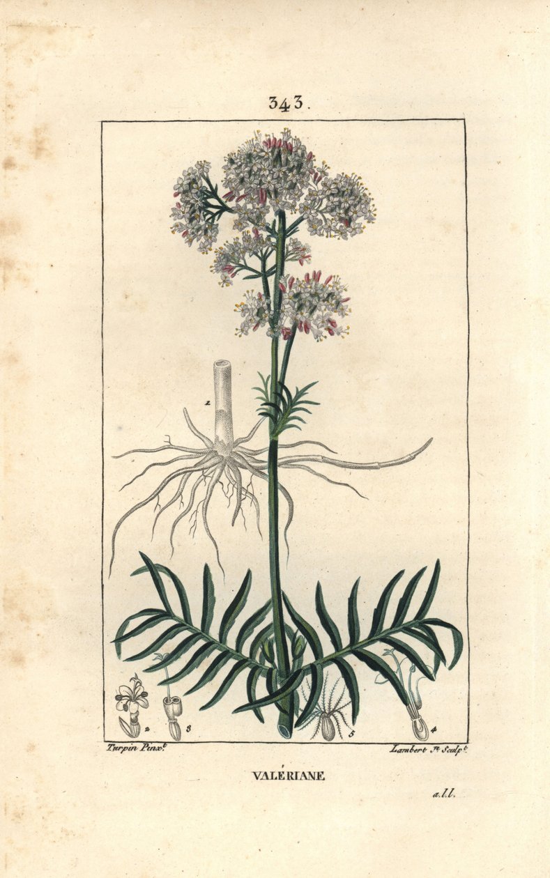 Baldrian af bakkerne eller Baldrian med små blade - Baldrian, Valeriana officinalis, med blomst, blad, stilk og rod. Håndfarvet stiplet kobberstik af Lambert Junior efter en tegning af Pierre Jean-Francois Turpin fra Chaumeton, Poiret og af Pierre Jean Francois Turpin