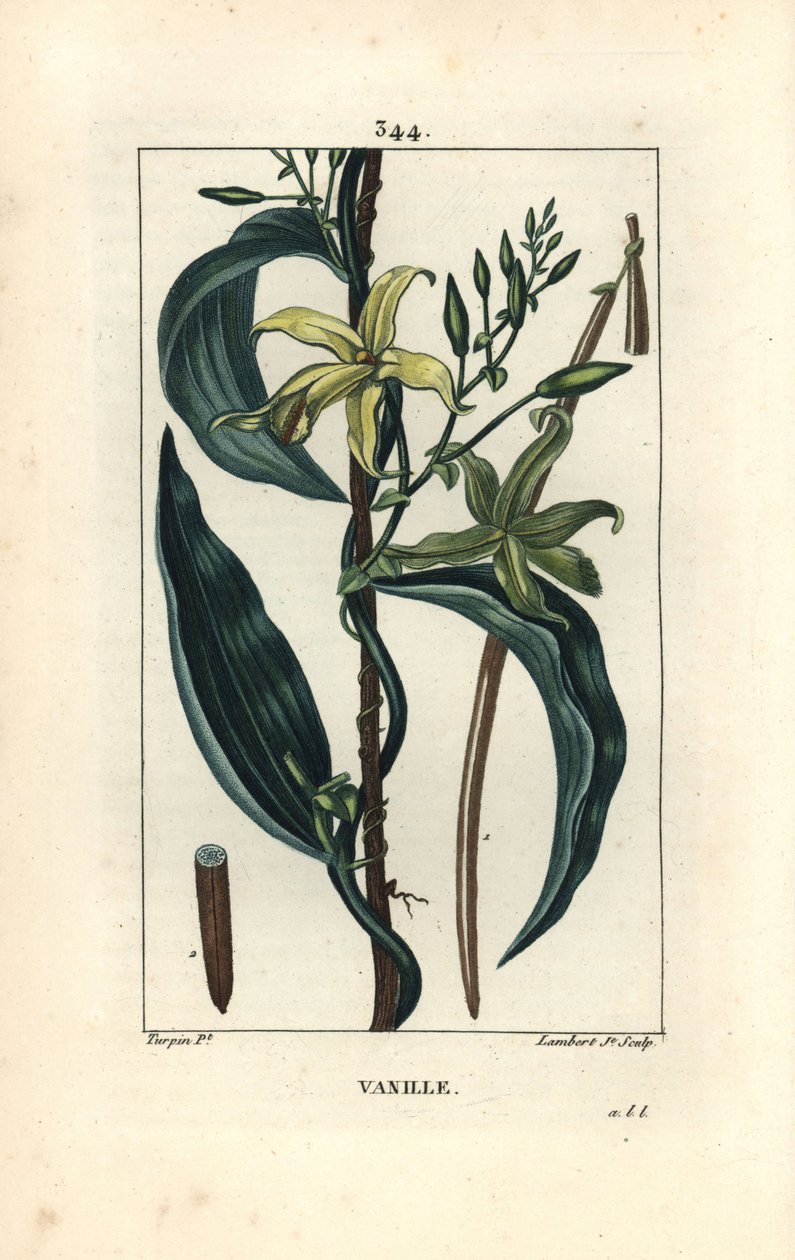 Vanilje - Vaniljeorkidé, Epidendron vanilje, med blomst, blade, frøstand. Håndkoloreret kobberstik af Lambert Junior efter en tegning af Pierre Jean-Francois Turpin fra Chaumeton, Poiret og Chamberets "" La Flore Medicale,"" Paris, Panck af Pierre Jean Francois Turpin