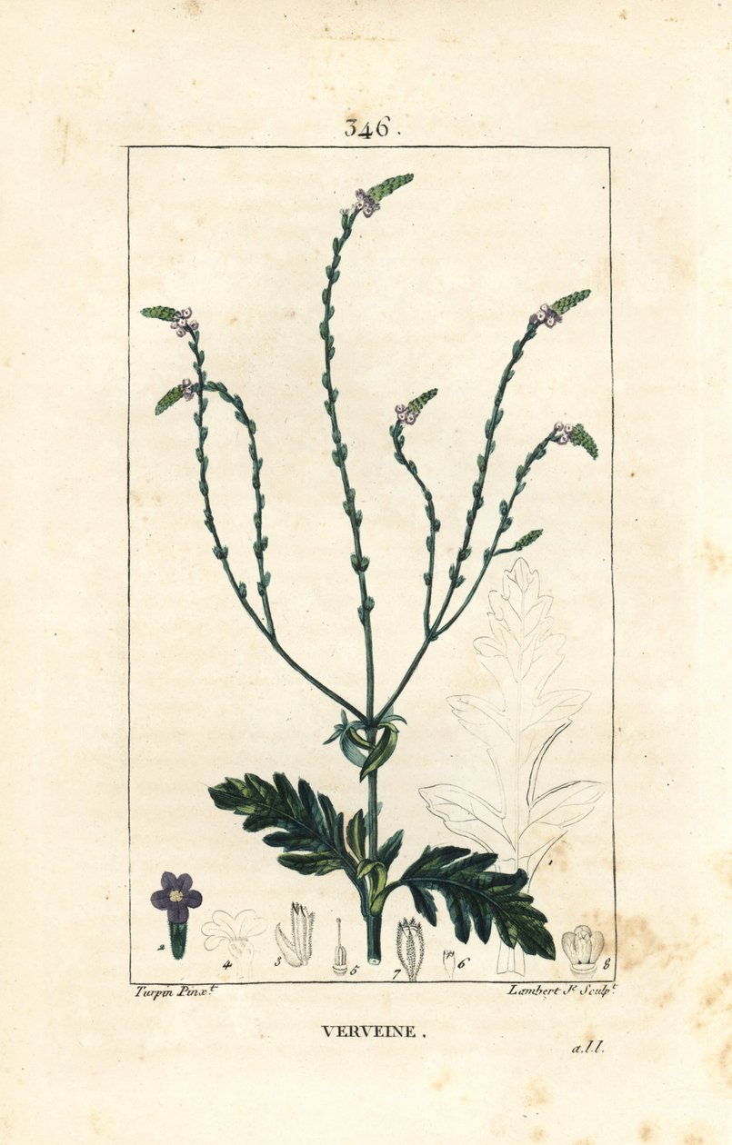 Verbena eller hellig urt, venus vene eller hekseurt - Vervain, Verbena officinalis. Håndfarvet stiplet kobberstik af Lambert Junior efter en tegning af Pierre Jean-Francois Turpin fra Chaumeton, Poiret og Chamberets "" La Flore Medicale,"" Par af Pierre Jean Francois Turpin