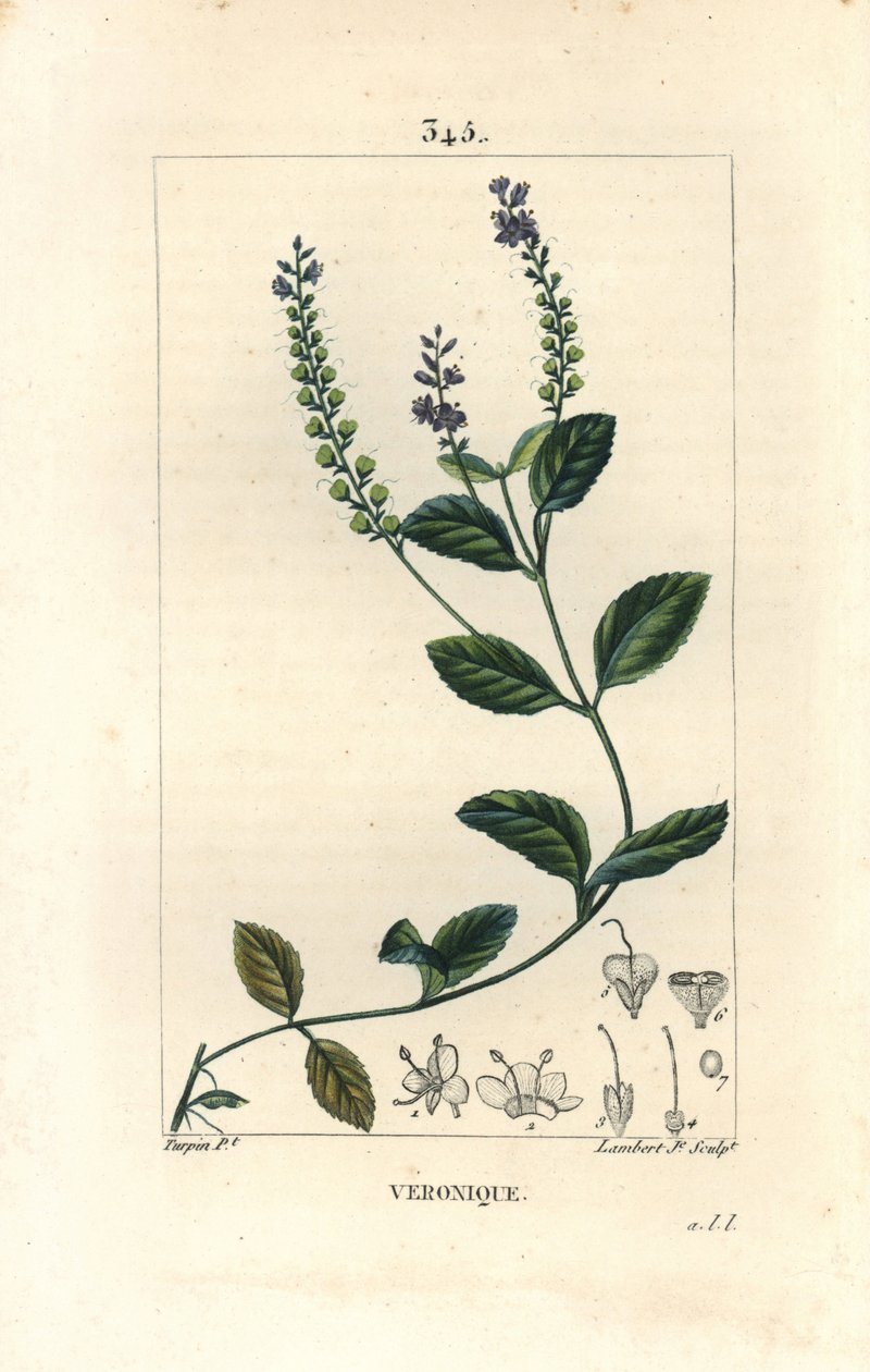 Veronique officinale - Han speedwell, Veronica officinalis. Håndkoloreret kobberstik af Lambert Junior efter en tegning af Pierre Jean-Francois Turpin fra Chaumeton, Poiret og Chamberets "" La Flore Medicale,"" Paris, Panckoucke af Pierre Jean Francois Turpin