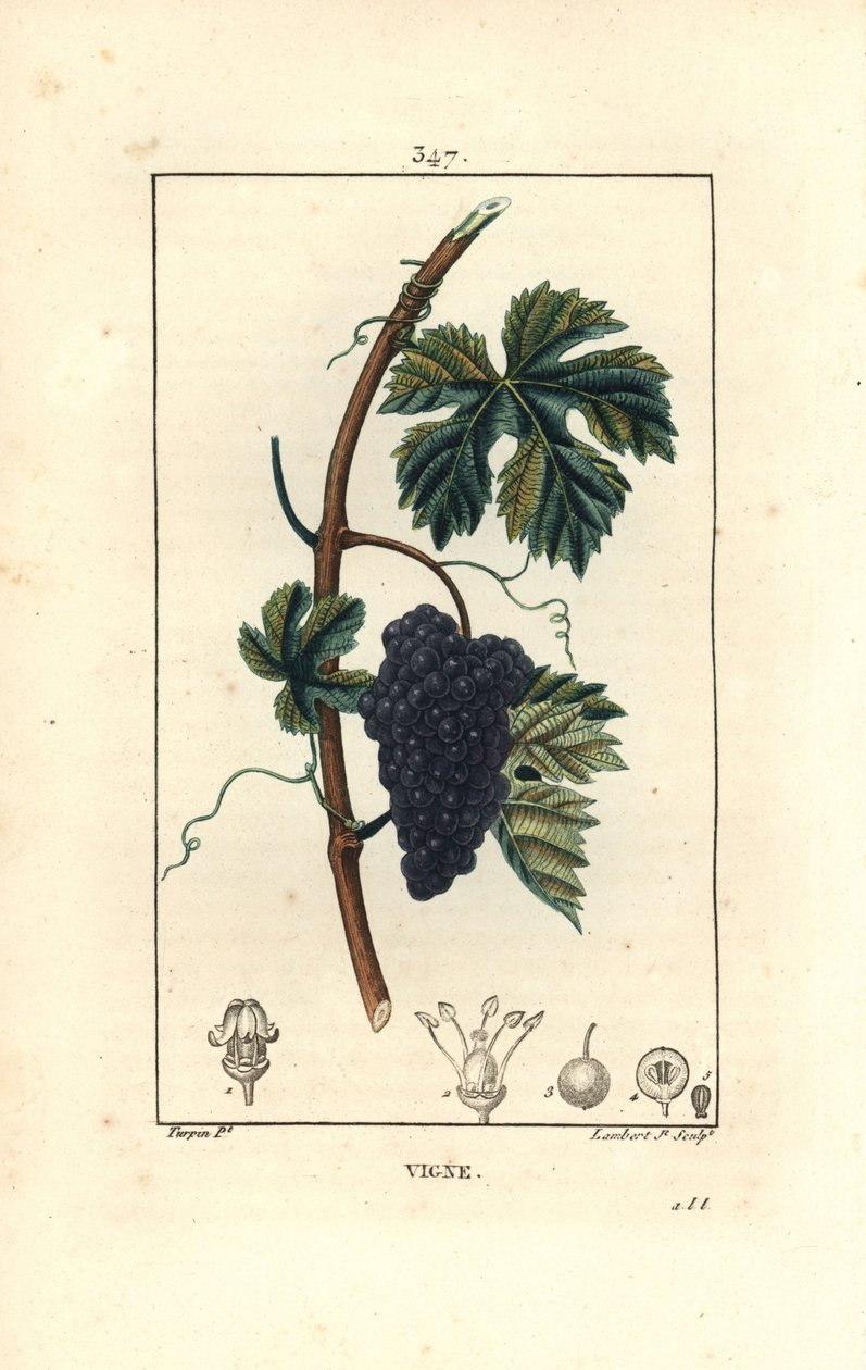 Vinstok - Vindrue, Vitis vinifera, med frugt, blade, ranke og stilk. Håndkoloreret kobberstik af Lambert Junior efter en tegning af Pierre Jean-Francois Turpin fra Chaumeton, Poiret og Chamberets "" La Flore Medicale,"" Paris, Panckouc af Pierre Jean Francois Turpin