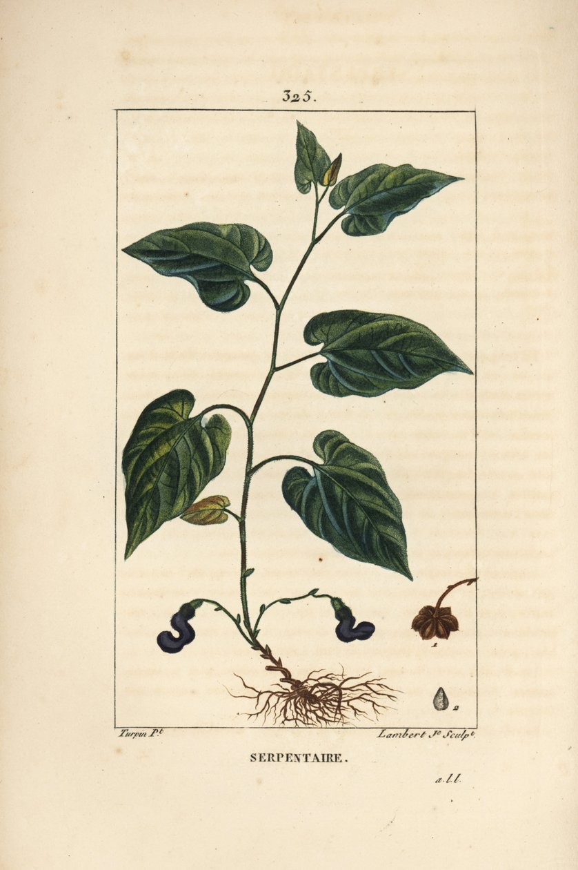 Virginia Snakeroot - Virginisk slangerod, Aristolochia serpentaria, med blomst, blade, stilk, frø og rod. Håndfarvet stiplet kobberstik af Lambert Junior efter en tegning af Pierre Jean-Francois Turpin fra Chaumeton, Poiret og Chamberets " af Pierre Jean Francois Turpin