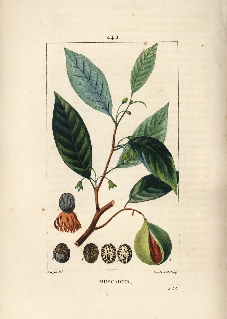 Vomic nødder - Muskatnød og muskatblomme, Myristica moschata, blade, frø og frugt. Håndfarvet stipplet kobberstik af Lambert Junior efter en tegning af Pierre Jean-Francois Turpin fra Chaumeton, Poiret og Chamberets "" La Flore Medicale,"" Paris, Panckou af Pierre Jean Francois Turpin