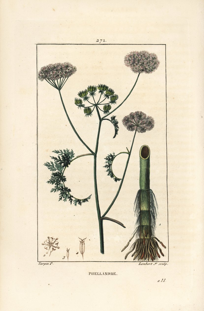 Vanddråbeurt eller vandhæk, Oenanthe aquatica (Phellandrium aquatica), med blomst, blade, stilk og rod. Håndkoloreret kobberstik af Lambert Junior efter en tegning af Pierre Jean-Francois Turpin fra Chaumeton, Poiret og Chamberet