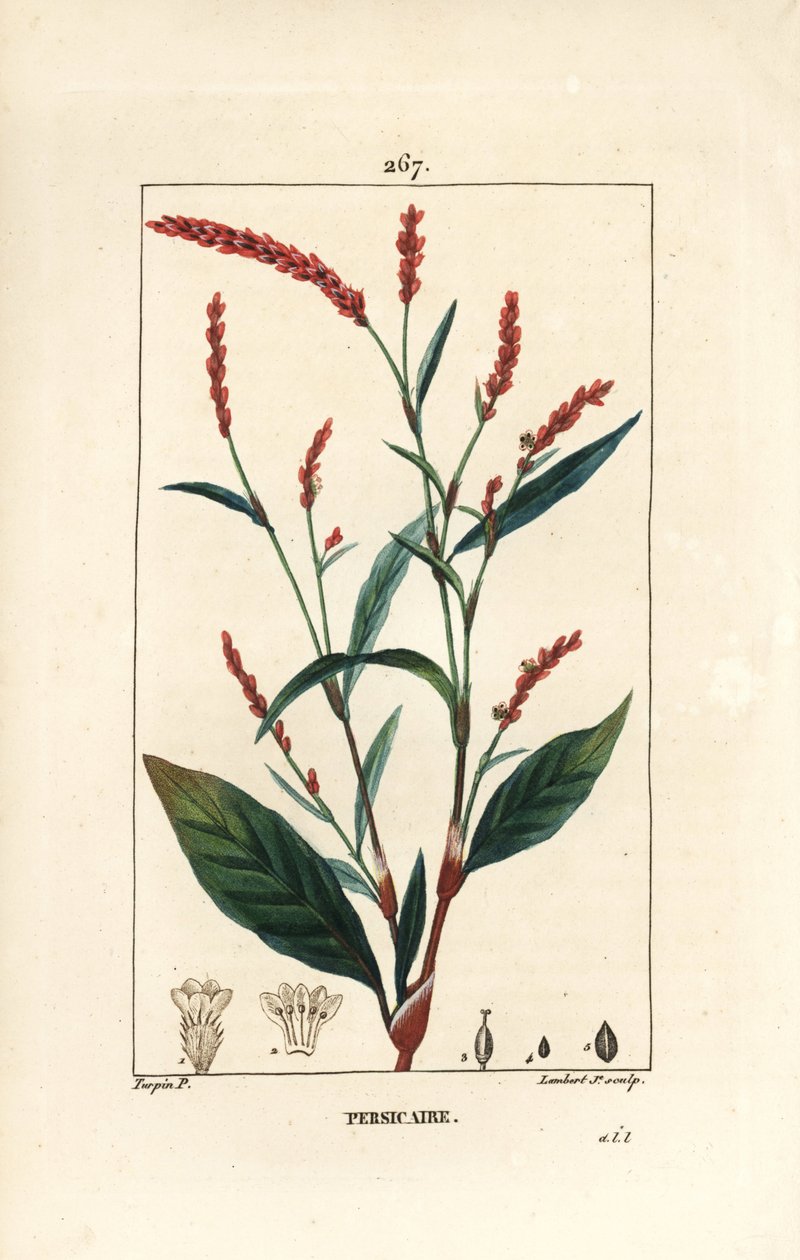Vandpeber knotwee - Vandpeber, Persicaria hydropiper (Polygonum hydropiper), med blomst, stilk og blad. Håndkoloreret kobberstik af Lambert Junior efter en tegning af Pierre Jean-Francois Turpin fra Chaumeton, Poiret og Chamberet