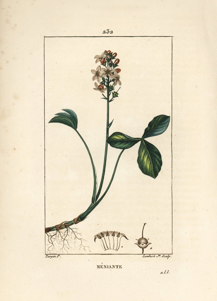 Vandtrefoil eller menyanth water trefoil - Mars trefoil, Menyanthes trifoliata. Håndkoloreret kobberstik af Lambert Junior efter en tegning af Pierre Jean-Francois Turpin fra Chaumeton, Poiret og Chamberets "" La Flore Medicale,"" Paris, af Pierre Jean Francois Turpin