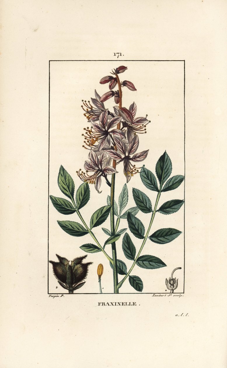 Hvid dictamnus albus, der viser blomster, blade, frø og behårede frugter. Håndfarvet stiplet kobberstik af Lambert Junior efter en tegning af Pierre Jean-Francois Turpin fra Chaumeton, Poiret et Chamberets "" La Flore Medicale,"" Paris, Panckouck af Pierre Jean Francois Turpin