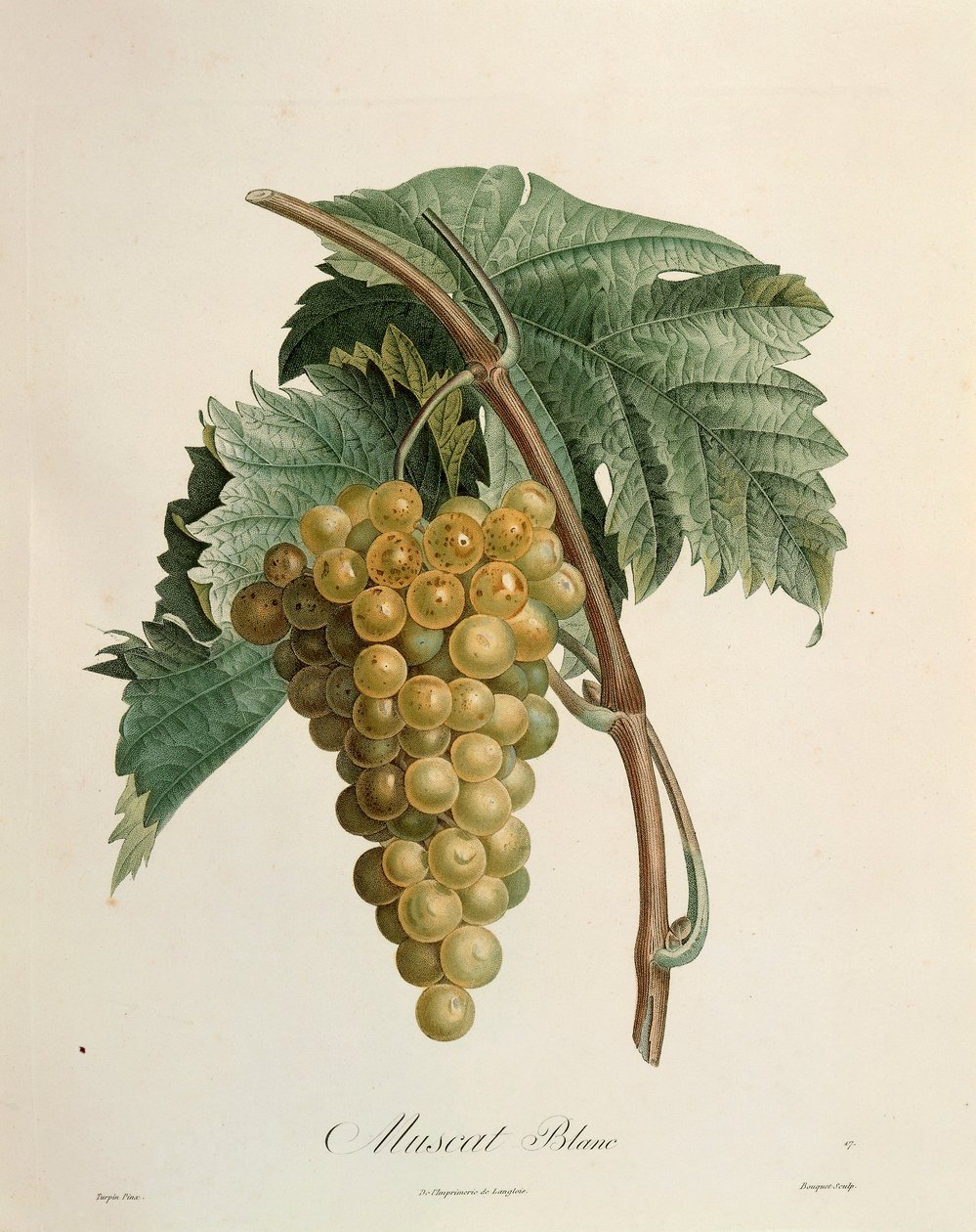 Hvide muscat druer af Pierre Jean Francois Turpin (1775-1840) af Pierre Jean Francois Turpin