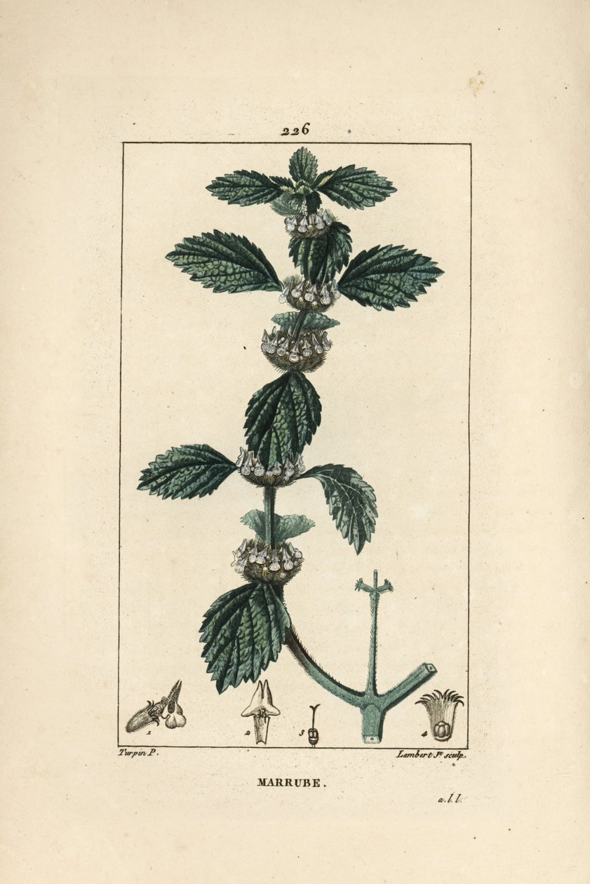 Hvid eller almindelig marrube - Almindelig horehound, Marrubium vulgare. Håndkoloreret kobberstik af Lambert Junior efter en tegning af Pierre Jean-Francois Turpin fra Chaumeton, Poiret og Chamberets "" La Flore Medicale,"" Paris, Panckoucke af Pierre Jean Francois Turpin