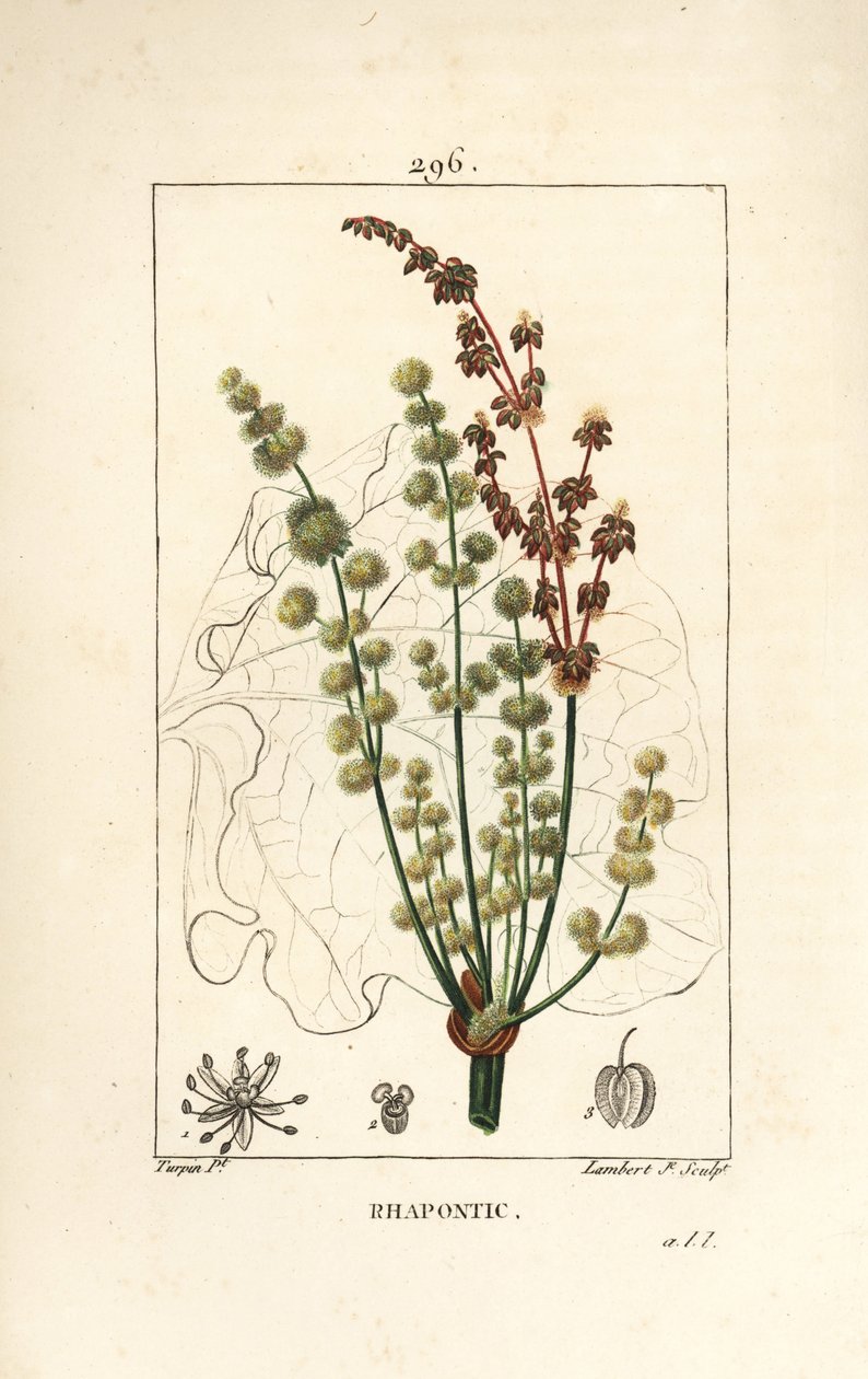 Vilde rabarber - Rhapontiske eller falske rabarber, Rheum rhapontium, med blomster-, stilk-, frø- og bladomrids. Håndfarvet stiplet kobberstik af Lambert Junior efter en tegning af Pierre Jean-Francois Turpin fra Chaumeton, Poiret og Chamberets "" La af Pierre Jean Francois Turpin
