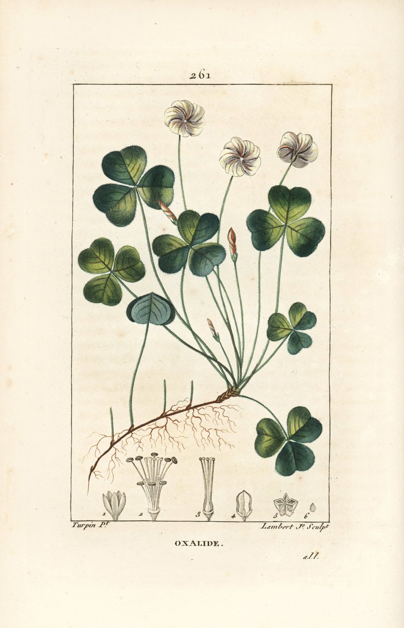 Skovsyre, Oxalid (oxalis) des bois - Skovsyre, Oxalis acetosella, med blomst, blad, stilk, frø og rod. Håndkoloreret kobberstik af Lambert Junior efter en tegning af Pierre Jean-Francois Turpin fra Chaumeton, Poiret og Chambere af Pierre Jean Francois Turpin