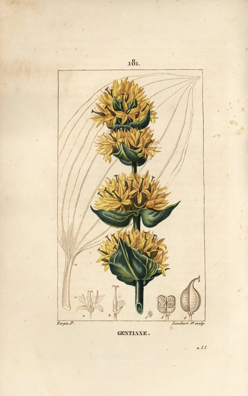 Gul ensian eller store ensian - ensian, gentiana lutea. Håndkoloreret kobberstik af Lambert Junior efter en tegning af Pierre Jean-Francois Turpin fra Chaumeton, Poiret og Chamberets "" La Flore Medicale,"" Paris, Panckoucke af Pierre Jean Francois Turpin