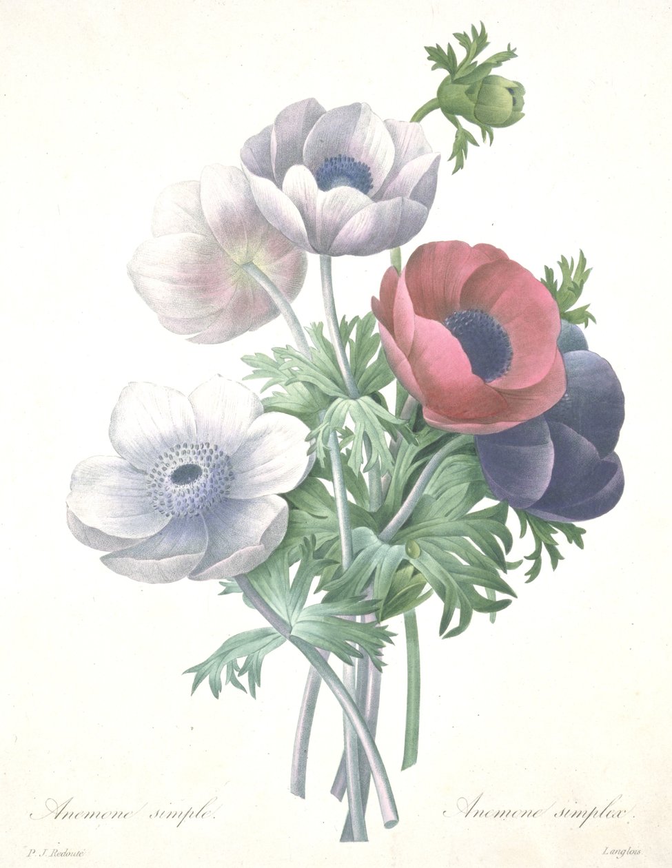 Enkel anemone, Anemone simplex, graveret af François Langlois, fra Valg af de smukkeste blomster og smukkeste frugter af Pierre Joseph (after) Redoute