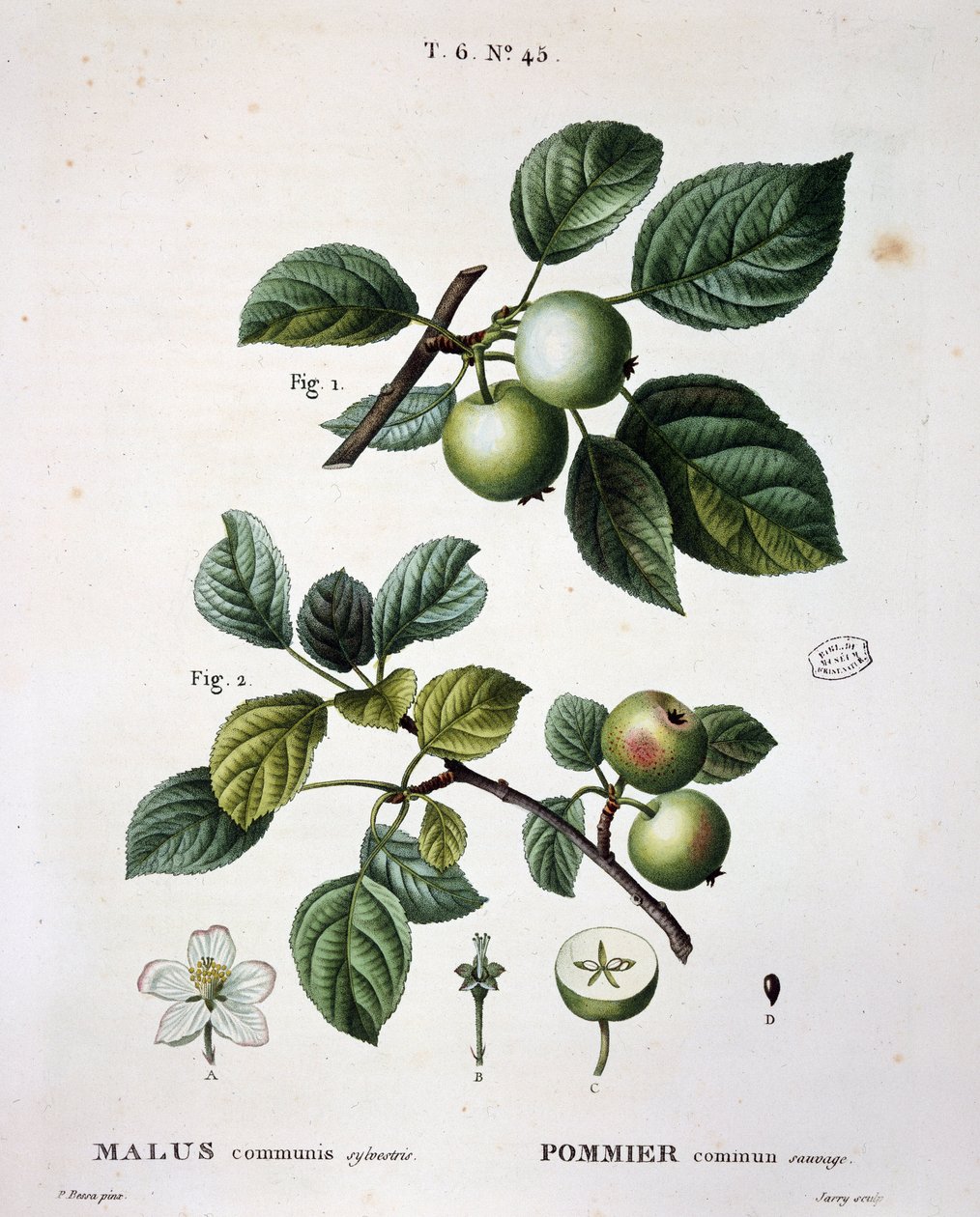 Vildt almindeligt æble - i "" New Duhamel du Monceau eller afhandling om træer og buske, der dyrker i Frankrig", figurer ifølge tegninger af P.J. Redoute og P. Bessa, Paris af Pierre Joseph (after) Redoute