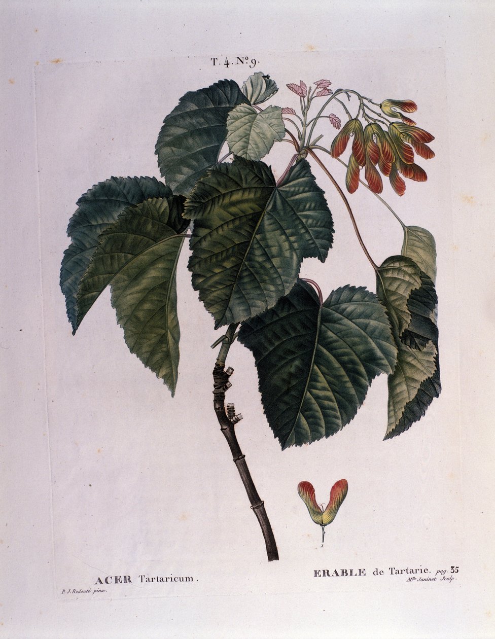 Botanisk: Ahorngren. Tallerken taget fra "" Nouveau Duhamel du Monceau eller godbidder behandler træer og buske dyrket i Frankrig"" Akvarel af Pierre Joseph Redoute (1759-1840) 1819 af Pierre Joseph (after) Redoute