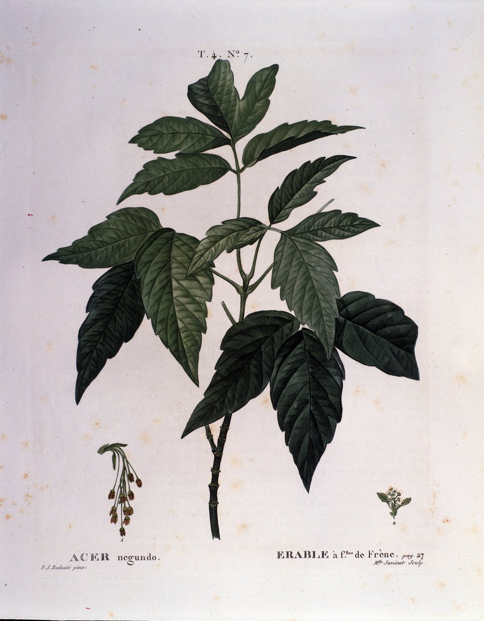 Botanisk: Ahorngren. Tallerken taget fra "" Nouveau Duhamel du Monceau eller godbidder behandler træer og buske dyrket i Frankrig"" Akvarel af Pierre Joseph Redoute (1759-1840) 1819 af Pierre Joseph (after) Redoute