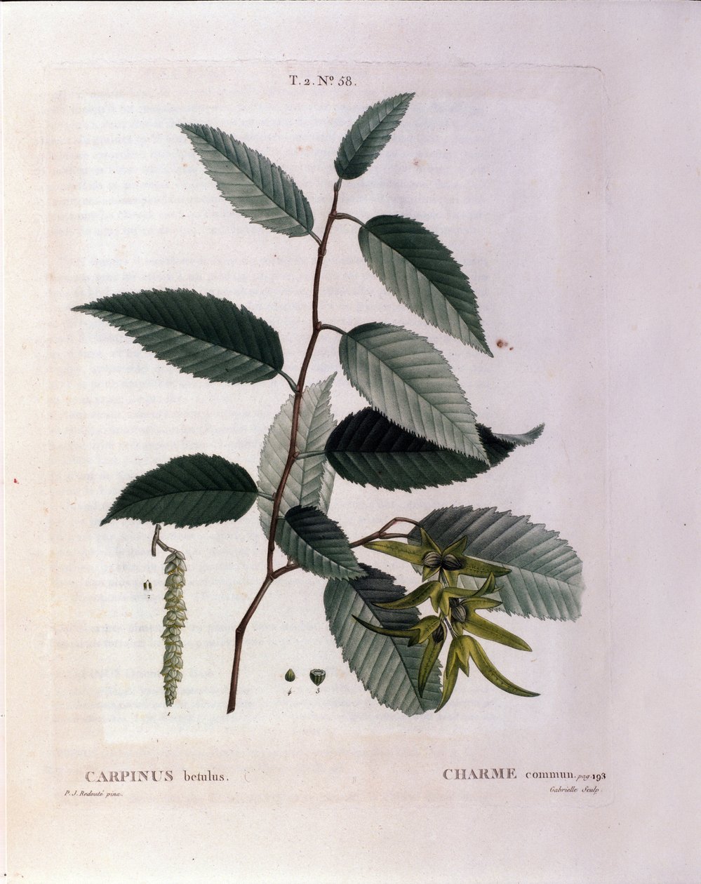 Botanisk: gren af charme. Tallerken taget fra "" Nouveau Duhamel du Monceau eller godbidder behandler træer og buske dyrket i Frankrig"" Akvarel af Pierre Joseph Redoute (1759-1840) 1819 af Pierre Joseph (after) Redoute