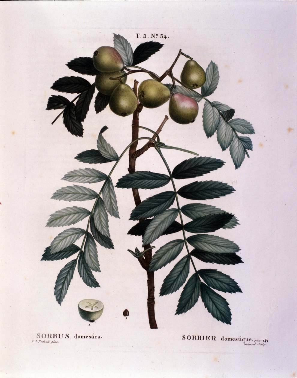 Botanisk: gren af cormier (Sorbus domestica) Tallerken tegnet fra "" Nouveau Duhamel du Monceau eller godbidder Treats and Buske dyrket i Frankrig"" Akvarel af Pierre Joseph Redoute (1759-1840) 1819 af Pierre Joseph (after) Redoute
