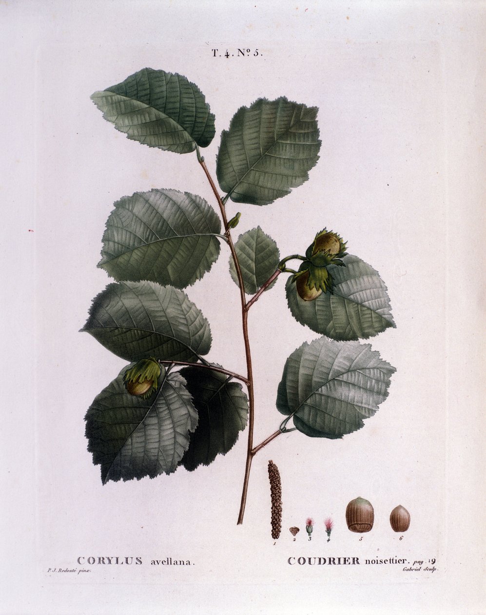 Botanisk: hasselnøddegren. Tallerken taget fra "" Nouveau Duhamel du Monceau eller godbidder behandler træer og buske dyrket i Frankrig"" Akvarel af Pierre Joseph Redoute (1759-1840) 1819 af Pierre Joseph (after) Redoute