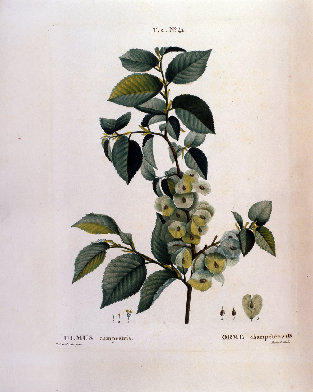 Botanik: elmegren. Tallerken taget fra "" Nouveau Duhamel du Monceau eller godbidder behandler træer og buske dyrket i Frankrig"" Akvarel af Pierre Joseph Redoute (1759-1840) 1819 af Pierre Joseph (after) Redoute