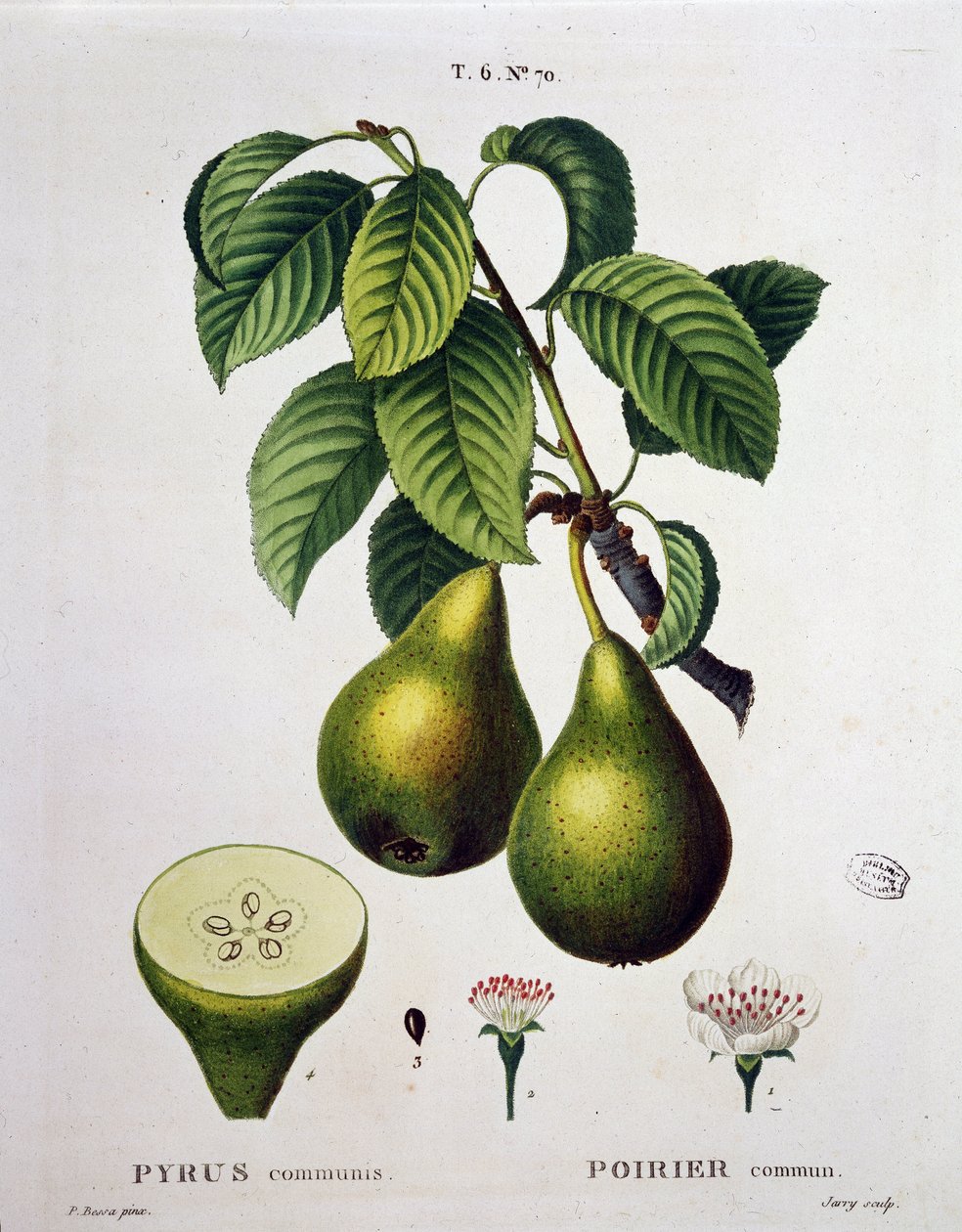 Poirier - i "" New Duhamel du Monceau eller afhandling om træer og buske, der dyrker i Frankrig"", figurer ifølge tegningerne af P.J. Redoute og P. Bessa, Paris af Pierre Joseph (after) Redoute