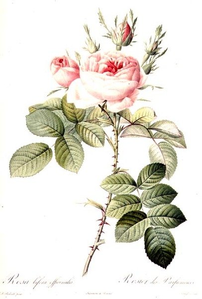 Rosa Bifera Officinalis, graveret af Langlois, udgivet af Remond (farvet gravering) af Pierre Joseph (after) Redoute