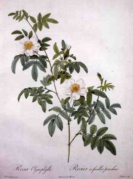 Rosa clynophylla, graveret af Chapuy, fra 